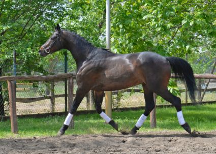 Elad� 4 �ves trakehneni her�lt 
