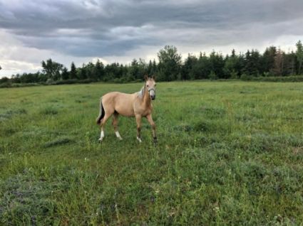 1 éves akhal-teke csikó eladó