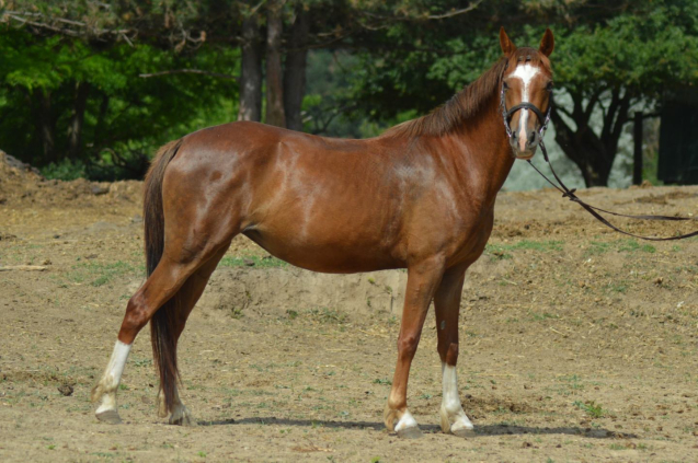 Elad� 4 �ves welsh p�ni kanca 