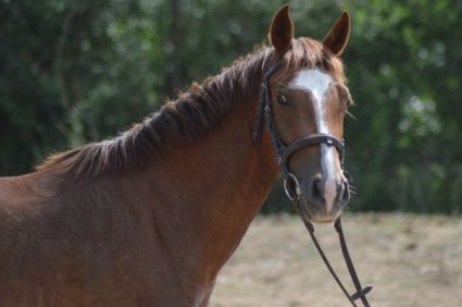 Elad� 4 �ves welsh p�ni kanca 