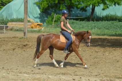 Elad� 4 �ves welsh p�ni kanca 