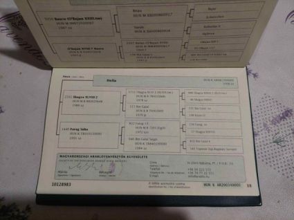 Elad� 6 �ves arab kanca 