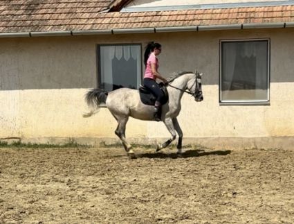 Elad� 6 �ves arab kanca 
