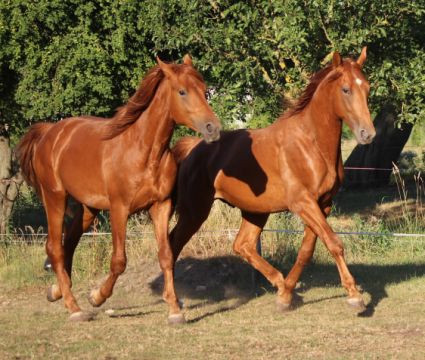 Elad� 2 �ves gidr�n m�n 
