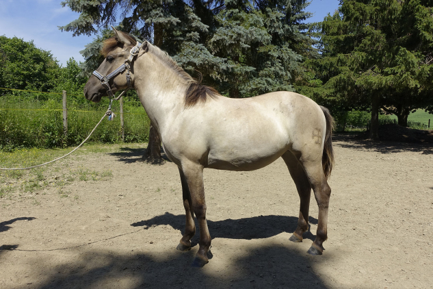 Elad� 1 �ves kunfak� kanca 