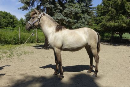 Elad� 1 �ves kunfak� kanca 