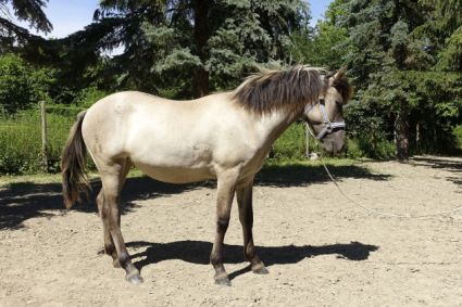 Elad� 1 �ves kunfak� kanca 
