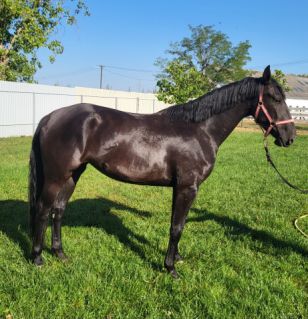 Elad� 3 �ves n�niusz kanca 