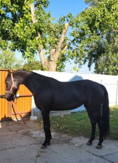 Elad� 3 �ves n�niusz kanca 