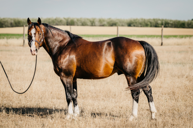 Quarter horse fedezőmén
