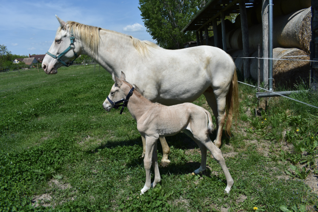 Perlino tenyészkanca