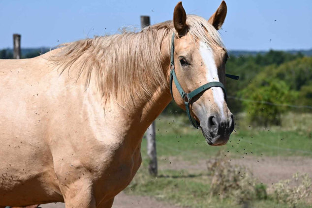 Palomino Kancacsikó