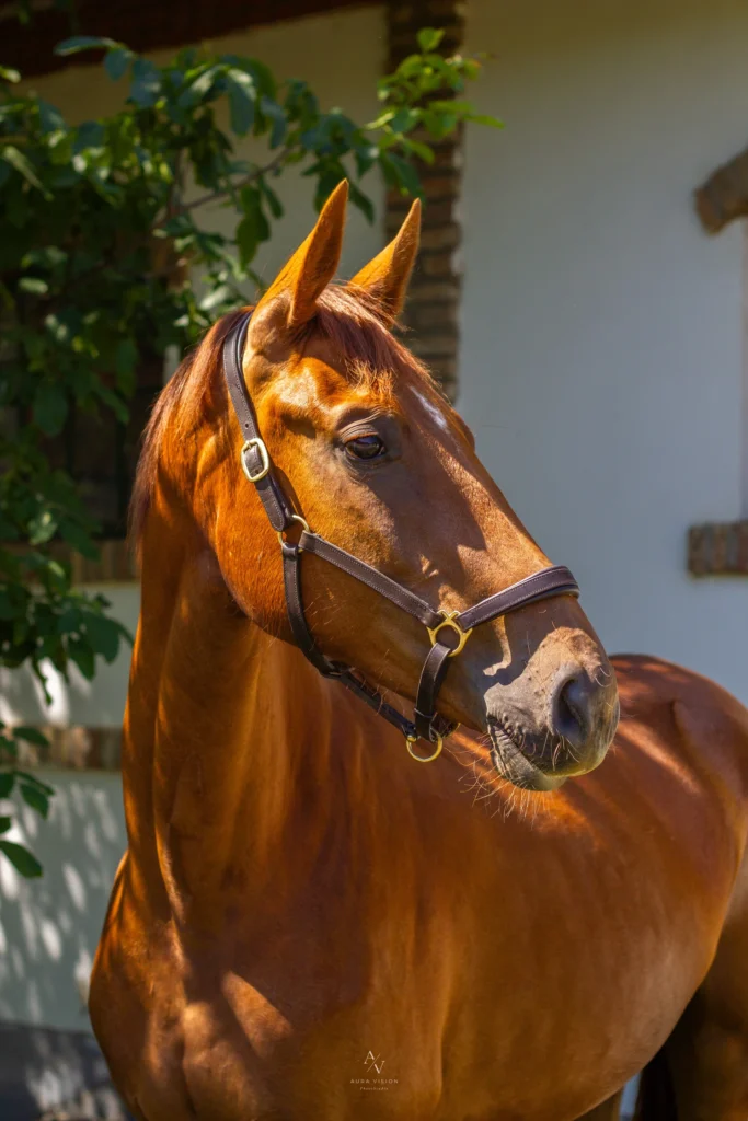 Zangersheide