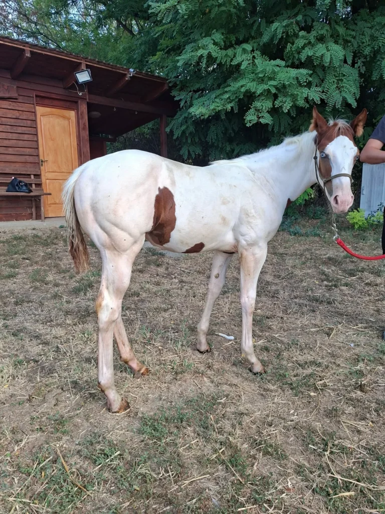 Painthorse kanca