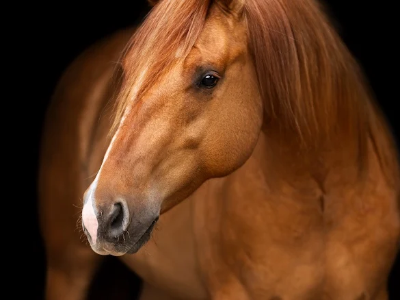 Quarter Horse herélt eladó