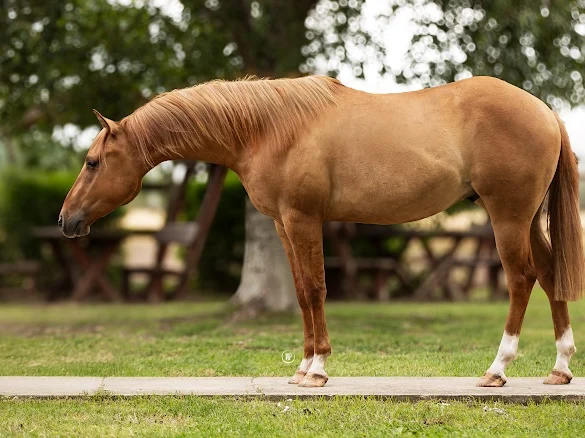 Quarter Horse herélt eladó