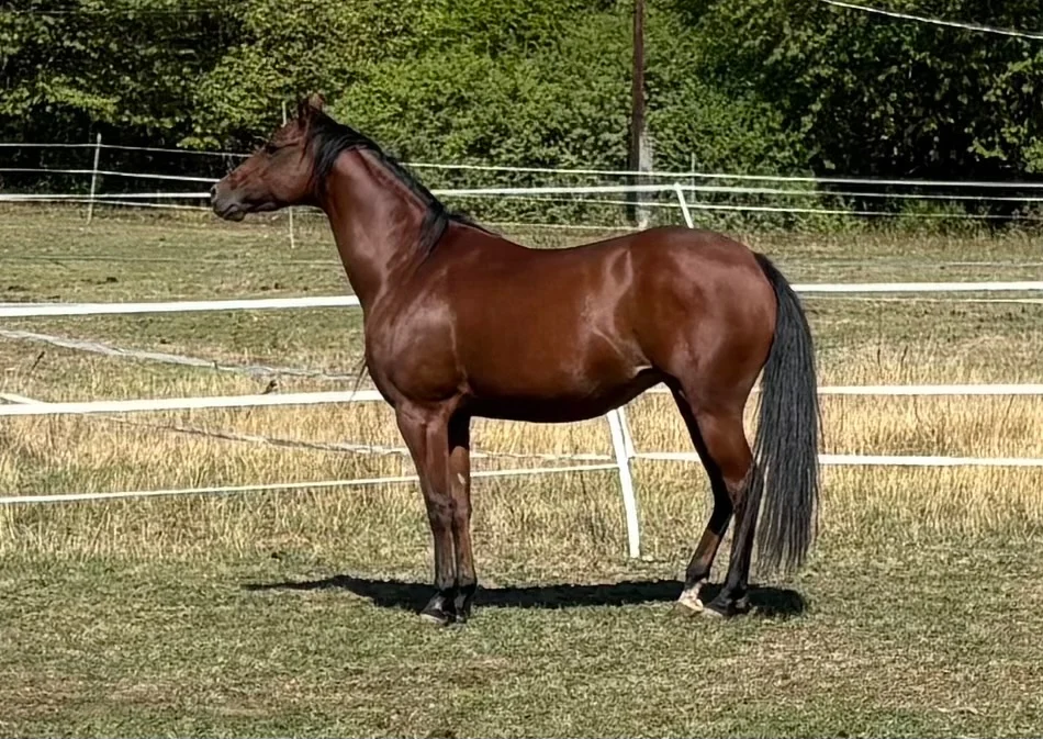 Kezdőbarát, higgadt Quarter Horse kanca eladó