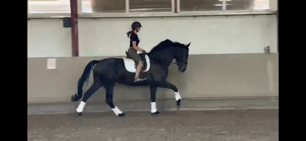 175cm-es, nyugodt, értelmes, fiatal kanca