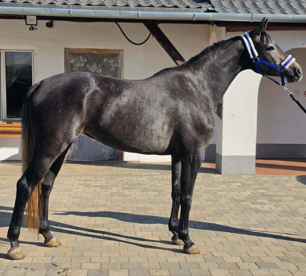 Clarimo X Cornet Obolensky (4 éves Holstein kanca)