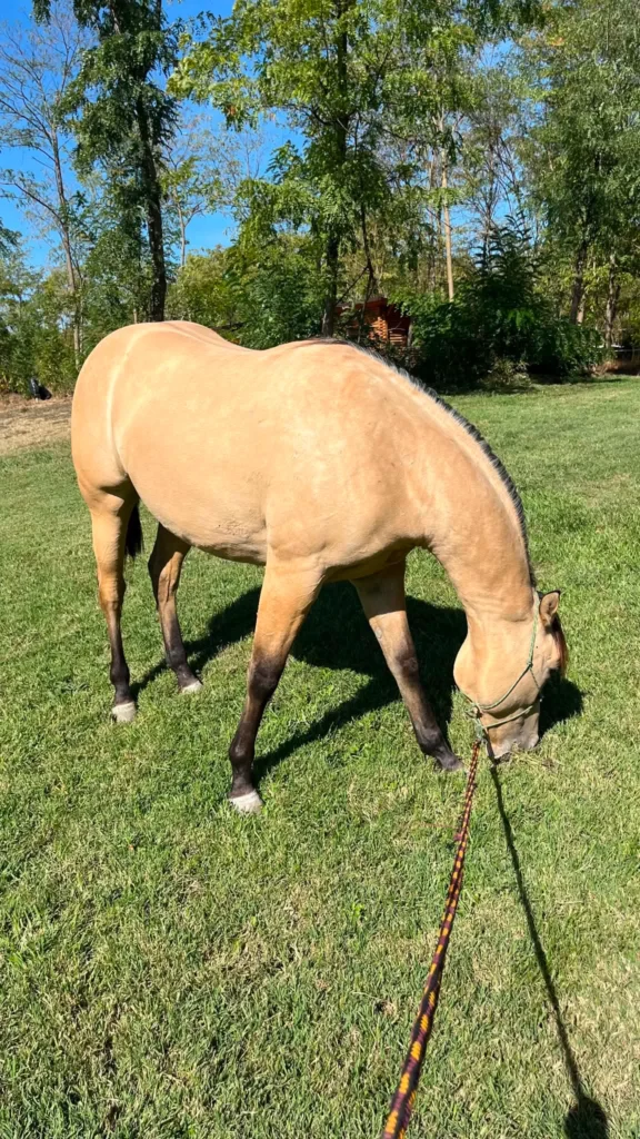 quarter horse herélt