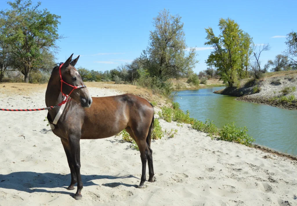 Tisztavérű Akhal-teke