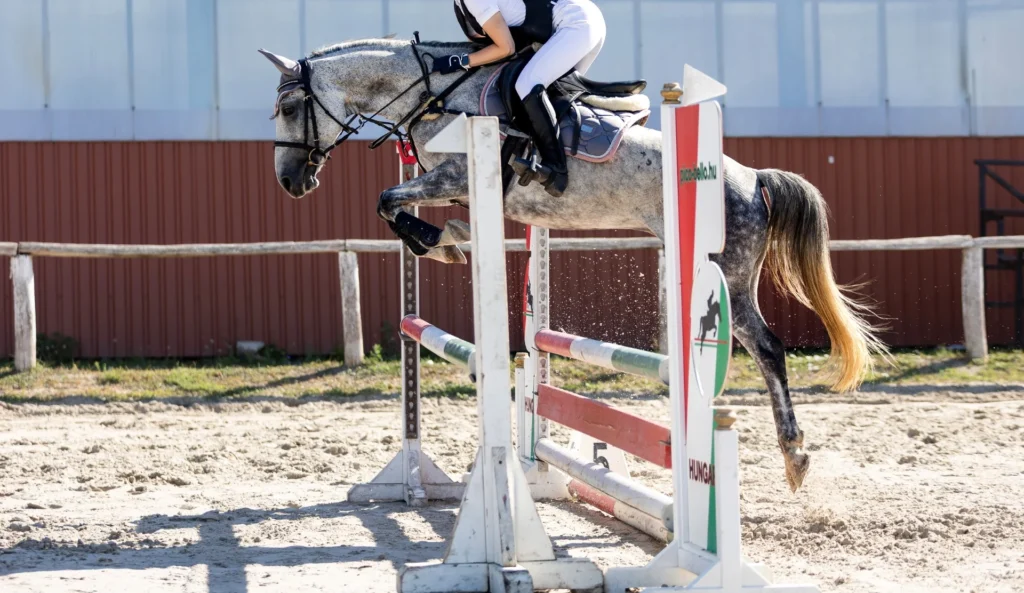 Jó ugróképességű sportpóni kanca